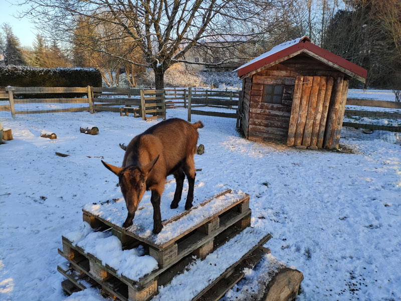 Lire la suite à propos de l’article Arrivée des chevrettes Bambi et Pirouette