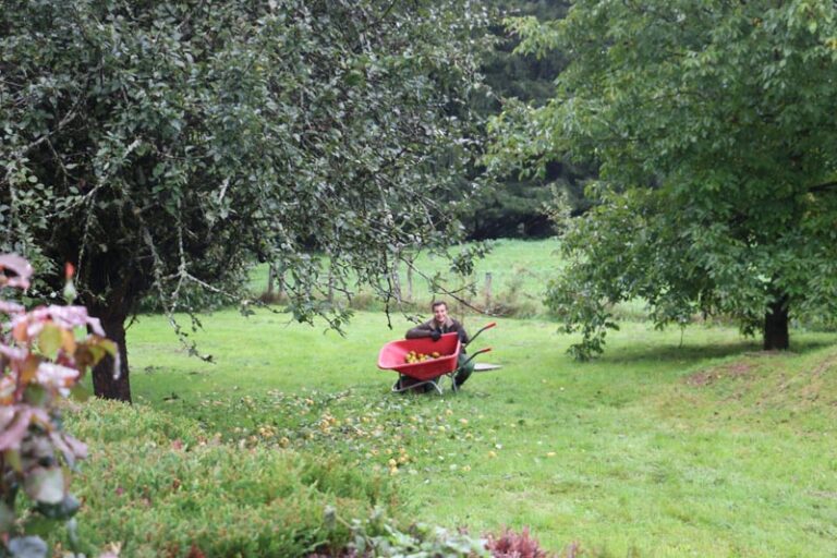 Lire la suite à propos de l’article Récolte de pommes pour du jus merci Mallory !